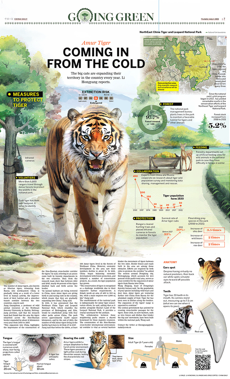 Amur Tiger China Daily infographic